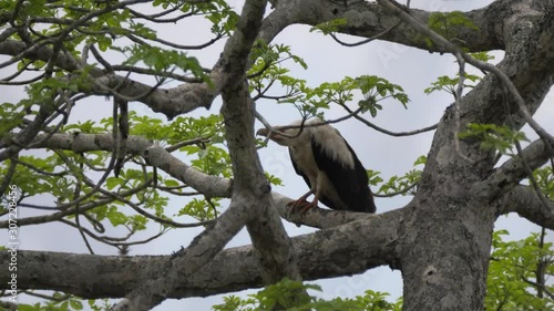 Palm nut vulture in a tree at Reserva de namibe in Angola photo