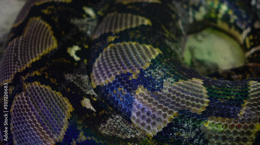Cinematic Close Up Shot Of A Big Thick Royal Python Snake Cinematic Close Up Shot Of A Big Thick Royal Python Snake