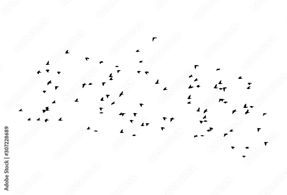 Obraz premium Common starlings wedge in flight. Vector silhouette a flock of birds