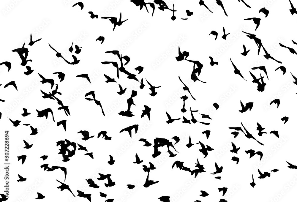 Common starlings wedge in flight. Vector silhouette a flock of birds Common starlings wedge in flight. Vector silhouette a flock of birds
