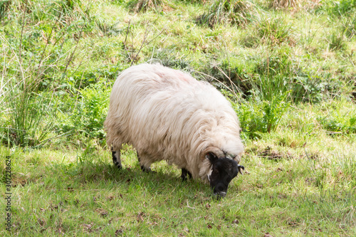 Scottish blackface sheep grazing in a field