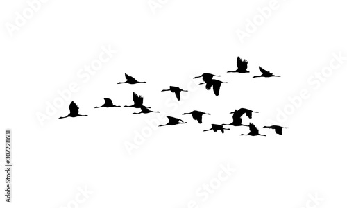 Common Cranes wedge in flight. Vector silhouette a flock of birds