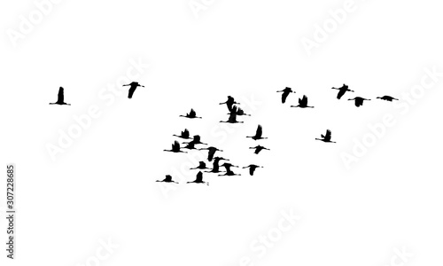 Common Cranes wedge in flight. Vector silhouette a flock of birds