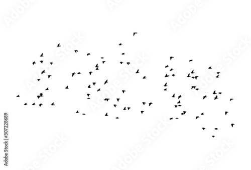 Common starlings wedge in flight. Vector silhouette a flock of birds photo