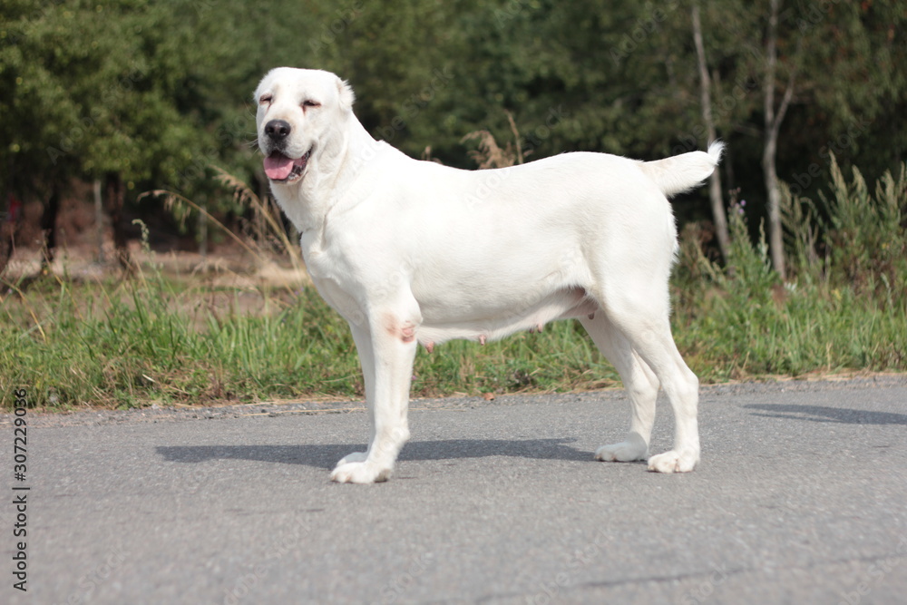 Beautiful black and white alabai central Asian shepherd dog