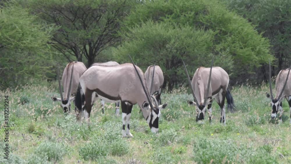 Close up from a herd of gemsbok grazing in Central Kalahari Game Reserve, Botswana Close up from a herd of gemsbok grazing in Central Kalahari Game Reserve, Botswana