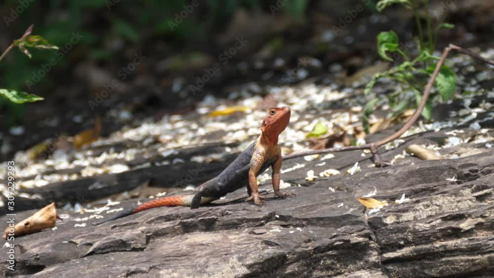 African Redhead Agama (Orange headed agama lizard) on a rock around the Kalandula Falls in Angola African Redhead Agama (Orange headed agama lizard) on a rock around the Kalandula Falls in Angola