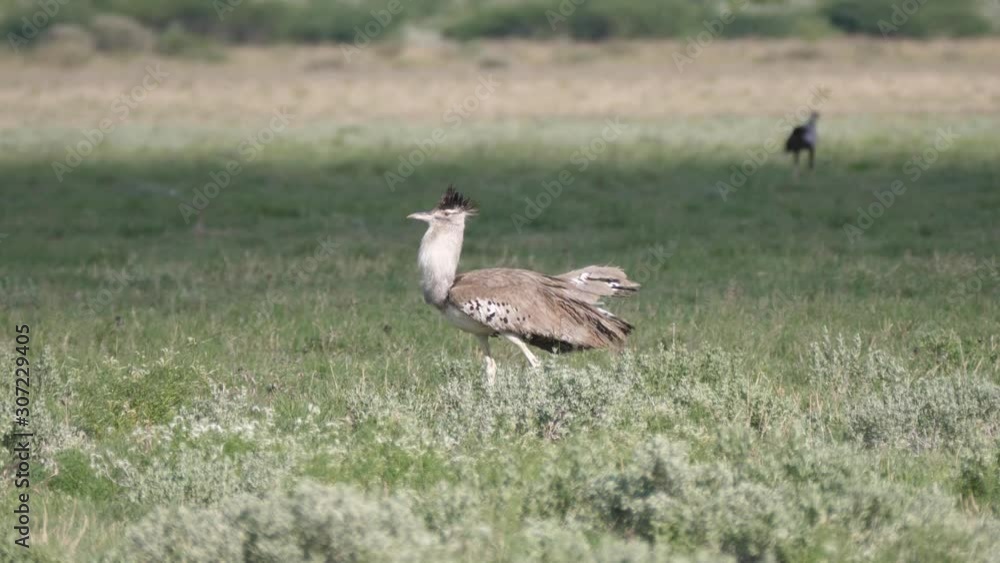 Kori bustard the largest flying bird native to Africa walking around at the savanna of Central Kalahari Game Reserve, Botswana Kori bustard the largest flying bird native to Africa walking around at the savanna of Central Kalahari Game Reserve, Botswana