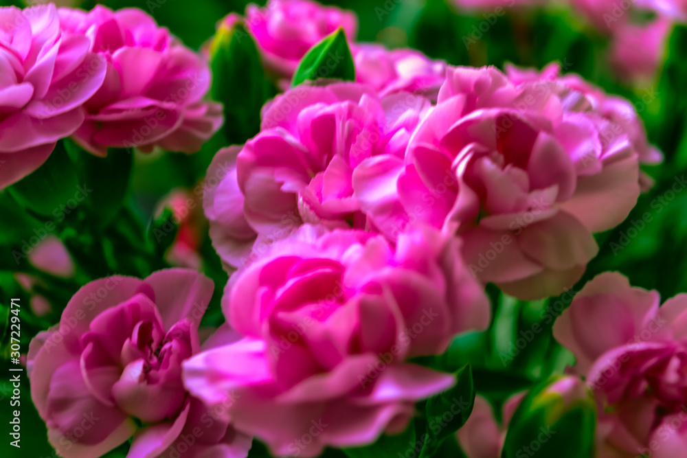 Pink bush carnation, beautiful bright bouquet