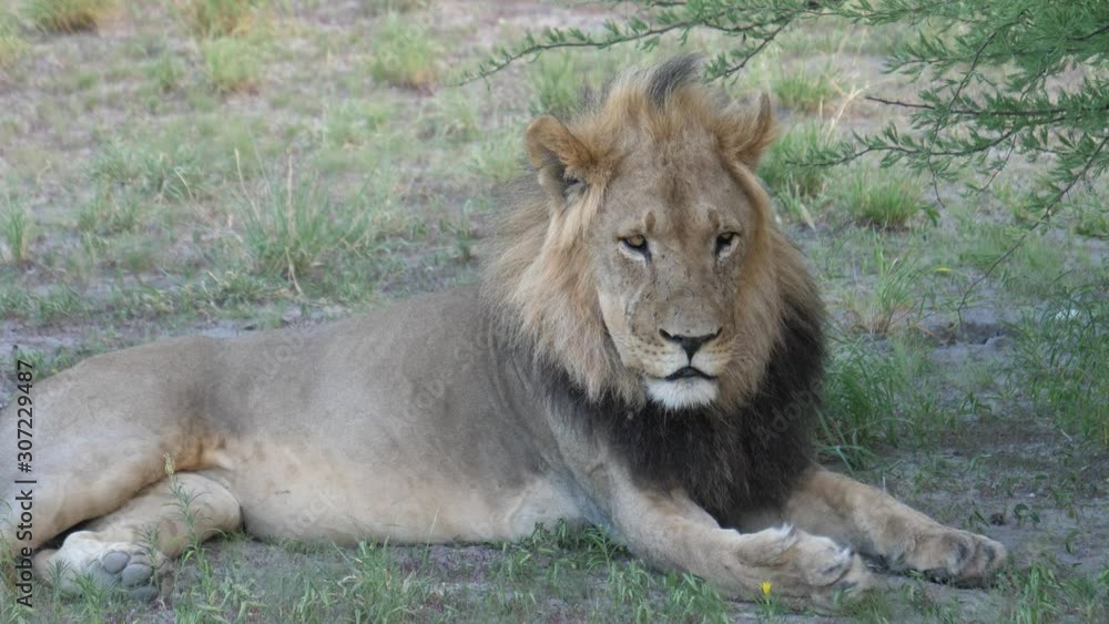 Male lion laying down while looking in to the camera at Central Kalahari Game Reserve, Botswana Male lion laying down while looking in to the camera at Central Kalahari Game Reserve, Botswana