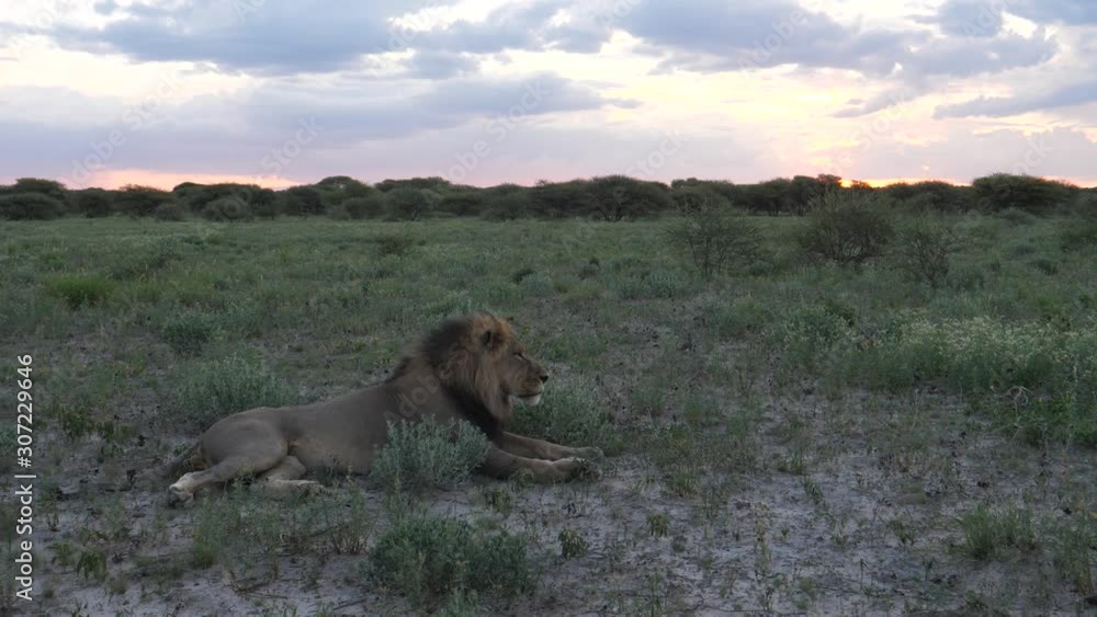 Male lion resting at the savanna during sunset at Central Kalahari Game Reserve, Botswana Male lion resting at the savanna during sunset at Central Kalahari Game Reserve, Botswana