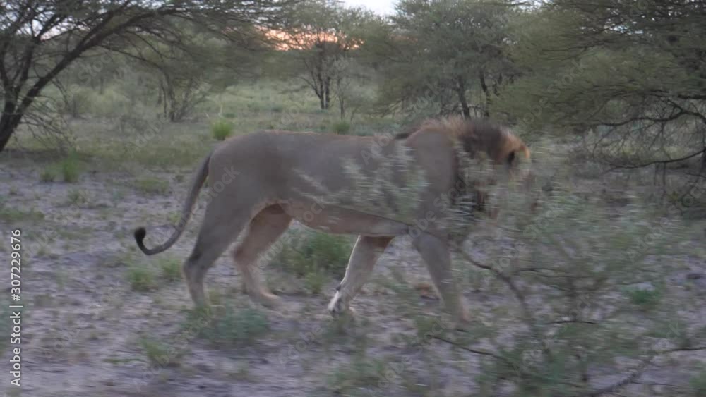 Male lion walking in the bush of Central Kalahari Game Reserve, Botswana