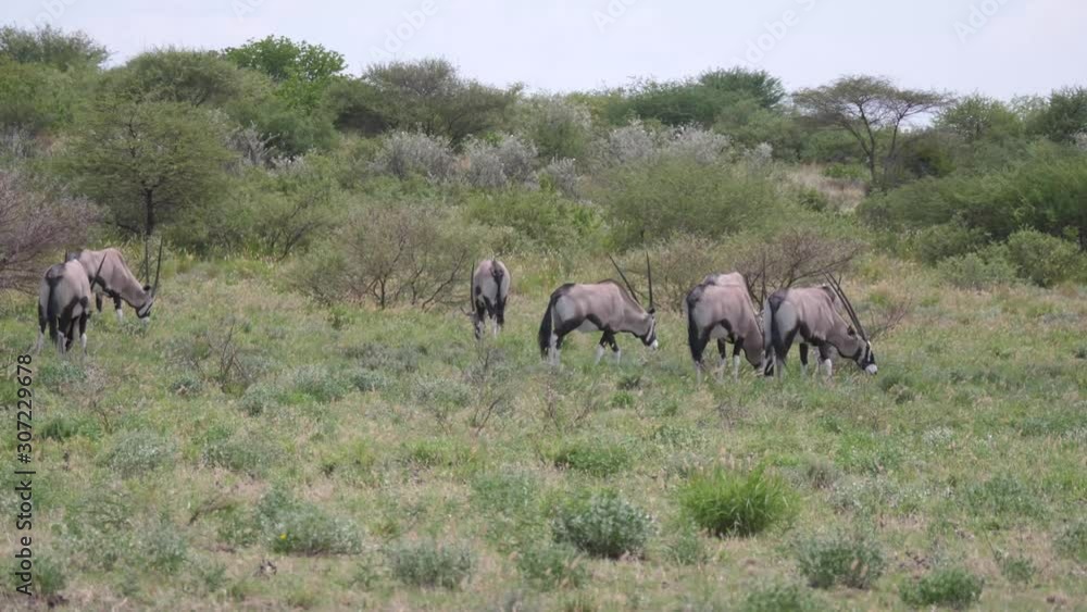 Herd of gemsbok in Central Kalahari Game Reserve, Botswana Herd of gemsbok in Central Kalahari Game Reserve, Botswana