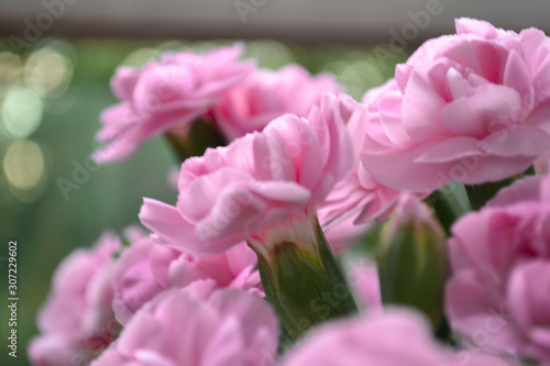 Pink bush carnation, beautiful bright bouquet © Delia_Suvari