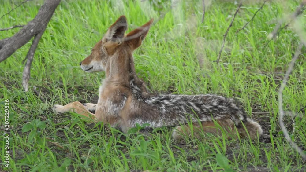 Black-backed jackal resting under a tree at Central Kalahari Game Reserve in Botswana Black-backed jackal resting under a tree at Central Kalahari Game Reserve in Botswana
