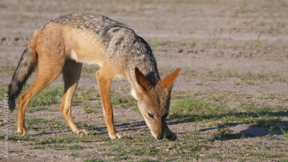 Black-backed jackal walking at the savanna of Central Kalahari Game Reserve in Botswana Black-backed jackal walking at the savanna of Central Kalahari Game Reserve in Botswana