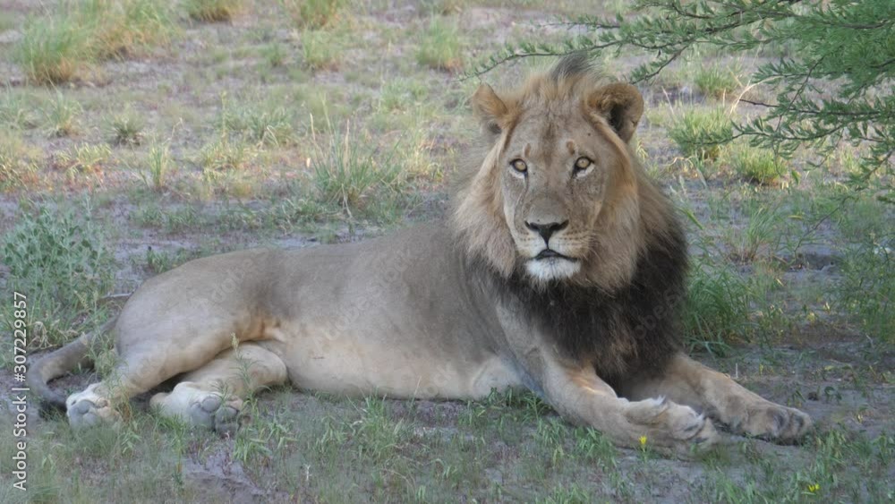 Male lion resting under a tree at Central Kalahari Game Reserve, Botswana Male lion resting under a tree at Central Kalahari Game Reserve, Botswana