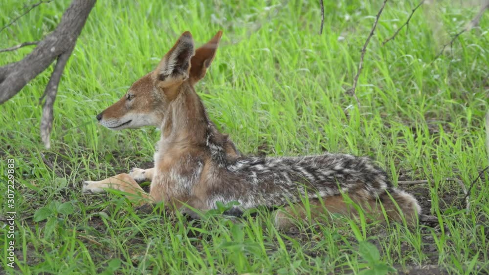 Black-backed jackal resting under a tree at Central Kalahari Game Reserve in Botswana Black-backed jackal resting under a tree at Central Kalahari Game Reserve in Botswana