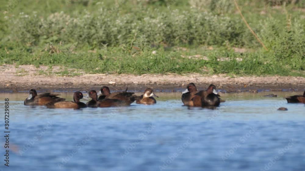 Group of southern pochard in a lake at Central Kalahari Game Reserve, Botswana Group of southern pochard in a lake at Central Kalahari Game Reserve, Botswana