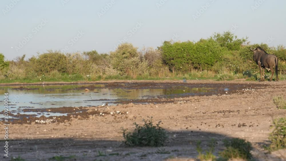 Wildebeest approaching a water pool at Central Kalahari Game Reserve in Botswana Wildebeest approaching a water pool at Central Kalahari Game Reserve in Botswana