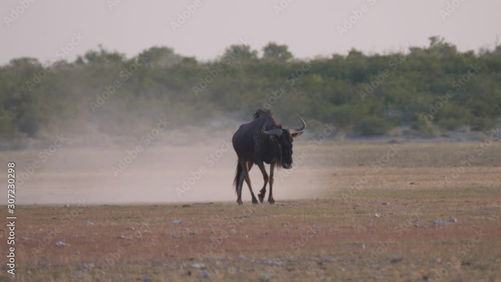 Wildebeest walking on a dry savanna in Central Kalahari Game Reserve in Botswana Wildebeest walking on a dry savanna in Central Kalahari Game Reserve in Botswana