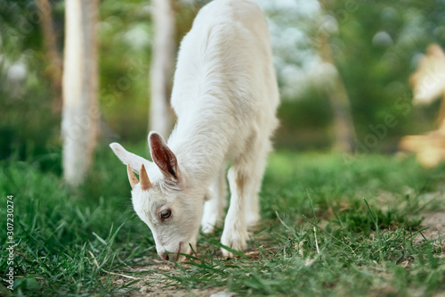 goat on green grass © SHOTPRIME STUDIO