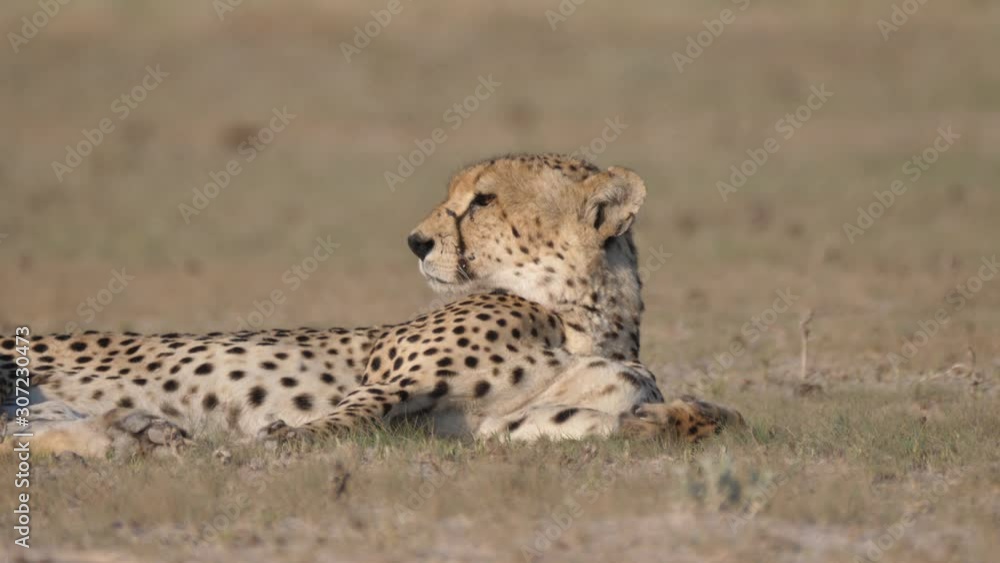 Cheetah resting and looking around on the savanna of the Central Kalahari Game Reserve in Botswana Cheetah resting and looking around on the savanna of the Central Kalahari Game Reserve in Botswana
