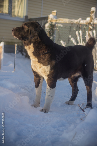 Fototapeta Naklejka Na Ścianę i Meble -  Beautiful black and white alabai central Asian shepherd dog