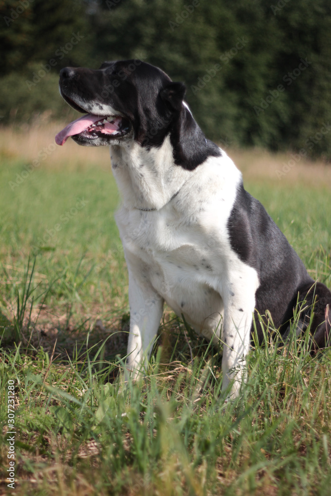 Beautiful black and white alabai central Asian shepherd dog Beautiful black and white alabai central Asian shepherd dog