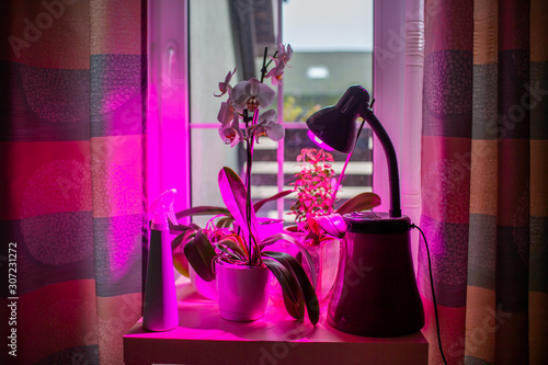 LED lamp for growing plants for agriculture, Phytolamps. Home plants on the windowsill under the fito lamp. photo