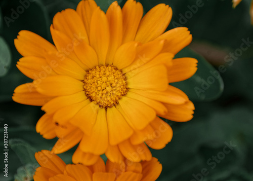 yellow flower of calendula on a green background