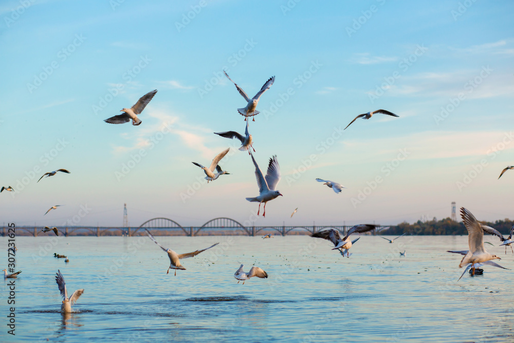 A flock of seagulls on the banks of the city river.