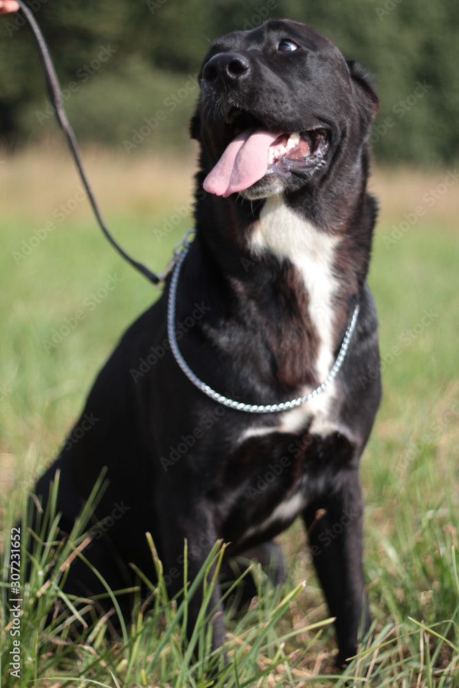 Beautiful black and white alabai central Asian shepherd dog Beautiful black and white alabai central Asian shepherd dog