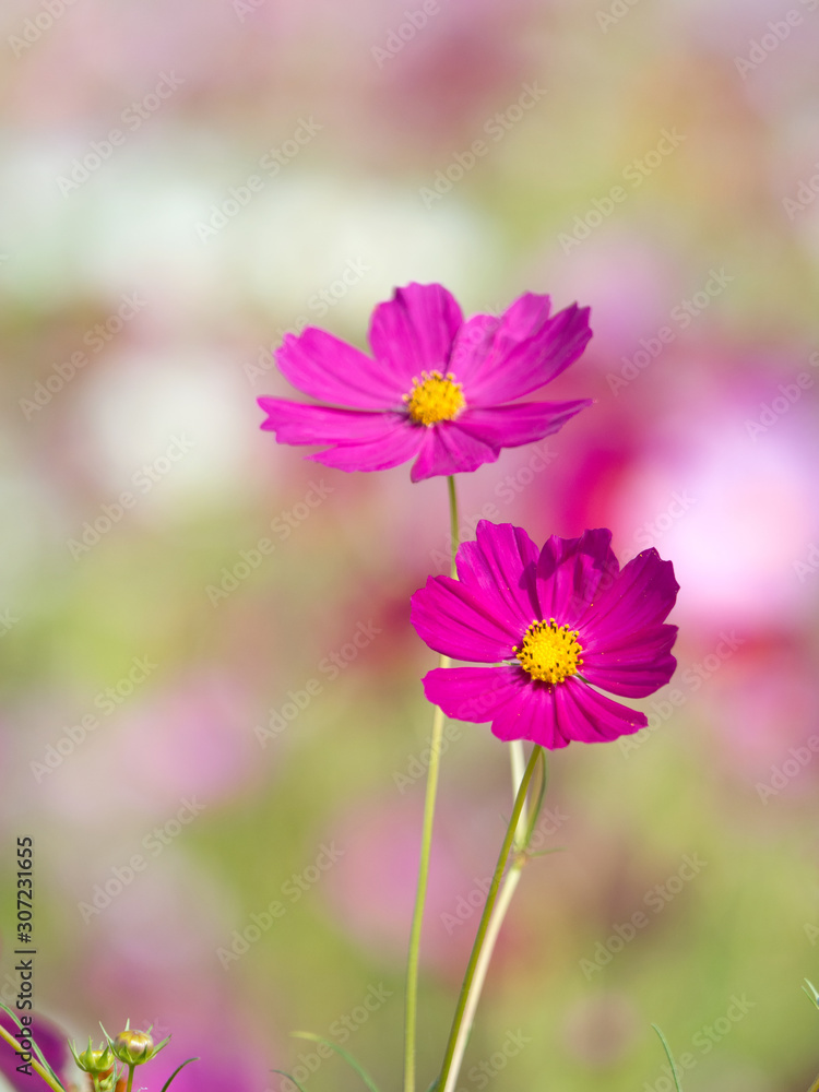 満開のコスモス畑