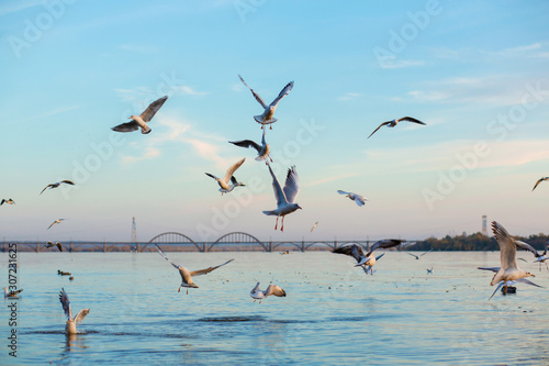 A flock of seagulls on the banks of the city river.