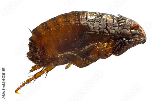 фотографія flea dog or Ctenocephalides canis isolated on a white background