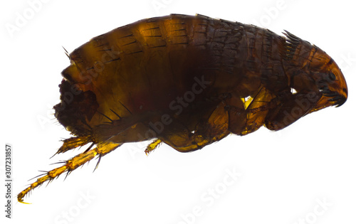 flea dog or Ctenocephalides canis isolated on a white background. image taken with a microscope using focus stacking technique.
