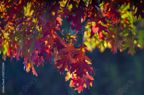 The leaf on season change fall 