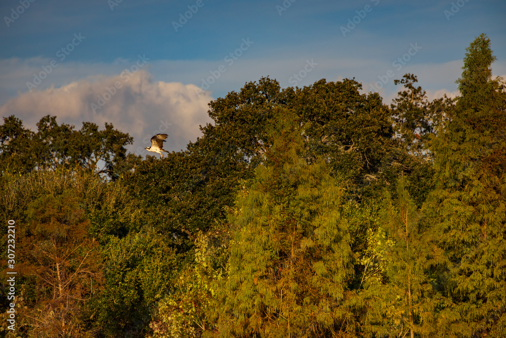 Obraz premium Osprey landing on tree