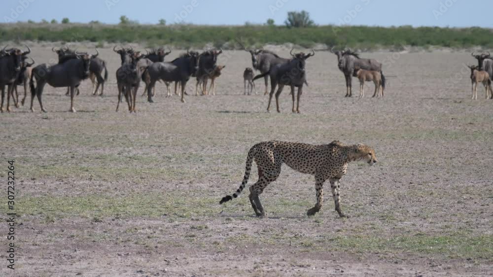 Cheetah walks away from a herd of wildbeest at the Central Kalahari Game Reserve in Botswana Cheetah walks away from a herd of wildbeest at the Central Kalahari Game Reserve in Botswana