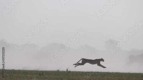 Cheetah hunting on a herd of wildbeest at the Central Kalahari Game Reserve in Botswana