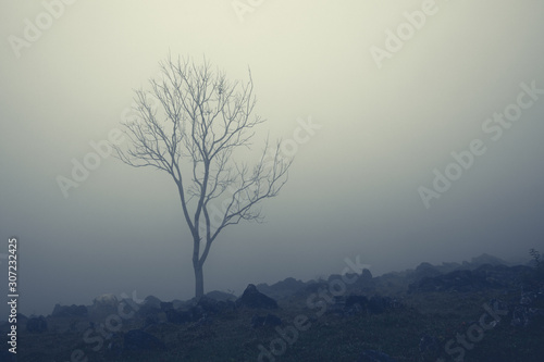 Lonely bare tree and white cow in milky fog on rocky hill