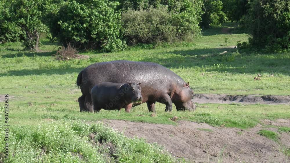 Baby hippo looking around next to a river in Chobe National Park, Botswana