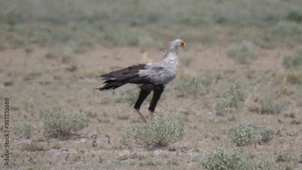 Secretary bird walking at the savanna of Central Kalahari Game Reserve in Botswana Secretary bird walking at the savanna of Central Kalahari Game Reserve in Botswana