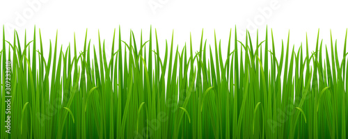 Vector seamless image of green realistic grass isolated on white. EPS 10