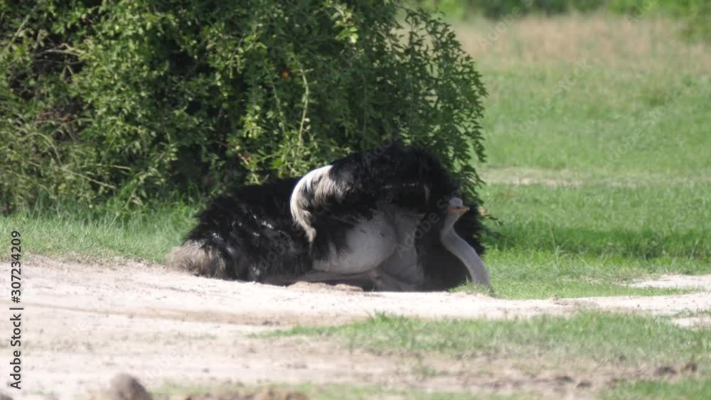 Ostrich laying on the ground at the savanna of Chobe National Park in Botswana