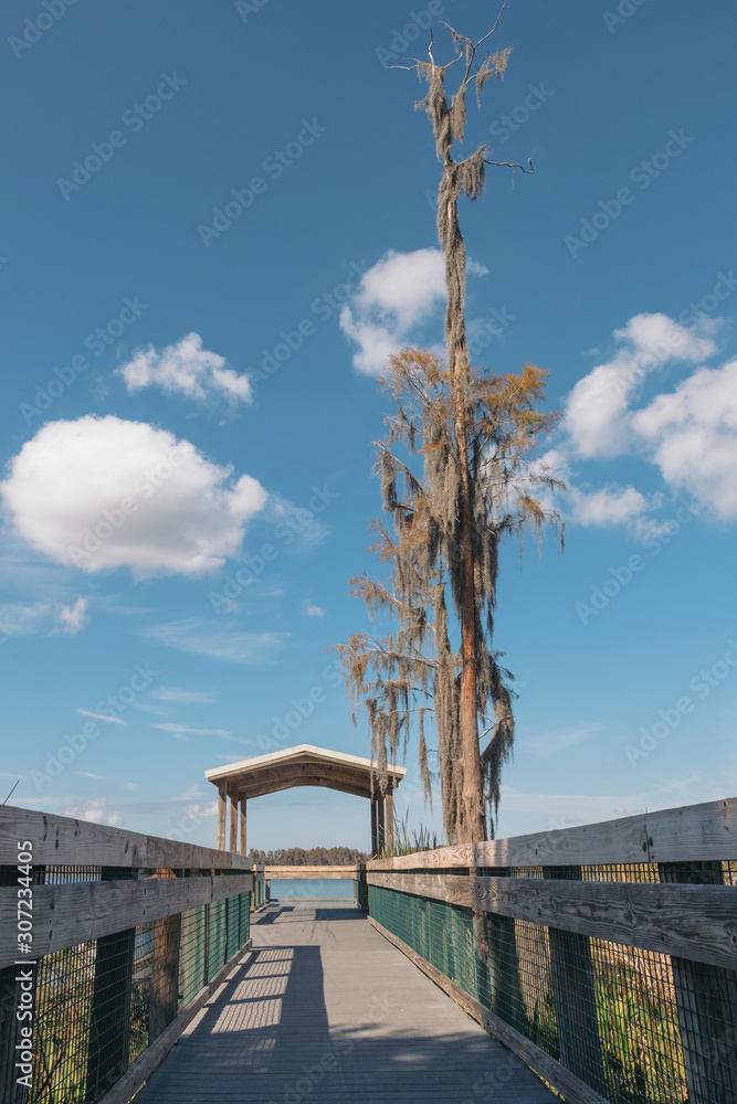 Bare tree near dock at the RV campground of Lake Louisa State Park near Orlando, Florida.