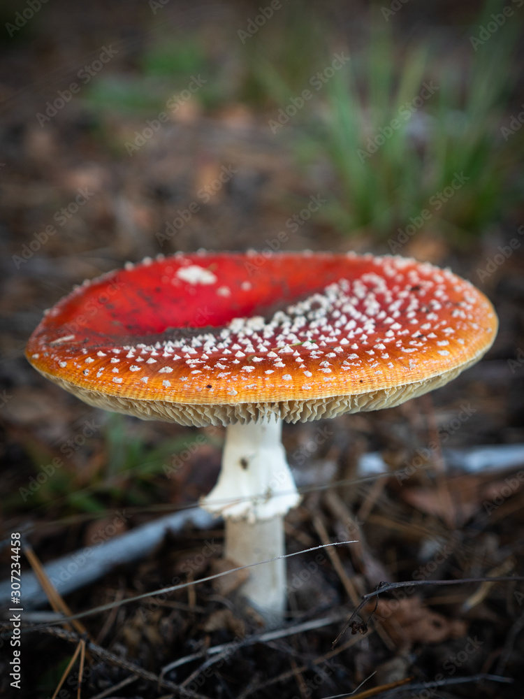 Amanita muscaria mushroom in the autumn forest. Edible psychedelic fungi with red cap and white dots. Fly agaric mushrooms. Amanita muscaria mushroom in the autumn forest. Edible psychedelic fungi with red cap and white dots. Fly agaric mushrooms.