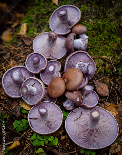 Purple mushrooms in the autumn forest. Beautiful wood blewit mushroom. Lepista nuda fruit bodies. Fantastic fungi. photo