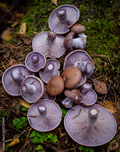 Photos Purple mushrooms in the autumn forest